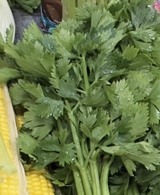 Кинза свежая пучковая (Кориандр)