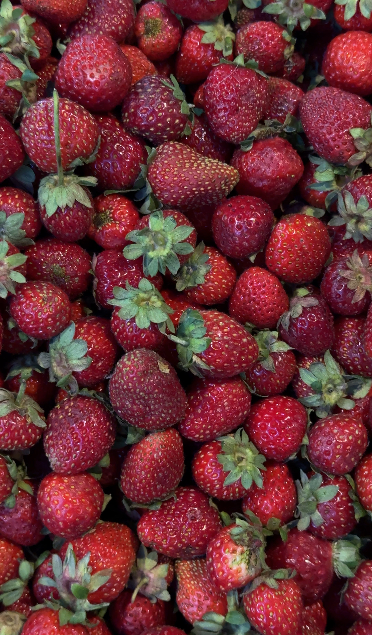 Земляника садовая десертная (ароматная)