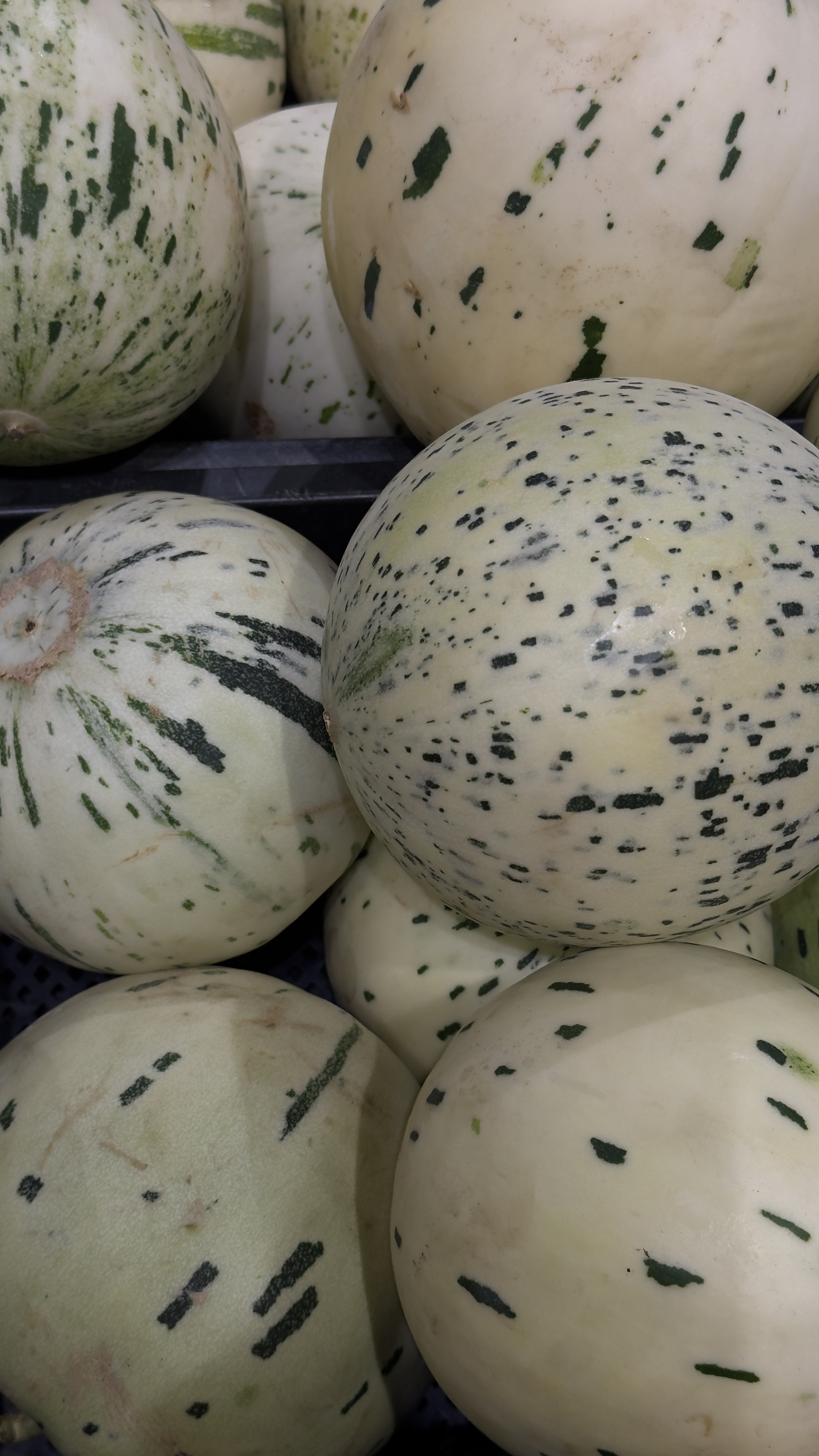 Дыня «Хани Дью» (Honeydew) медовая